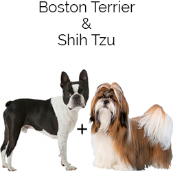 Boshih Dog